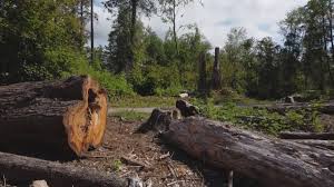 Best Root Management and Removal  in Edwards Af, CA