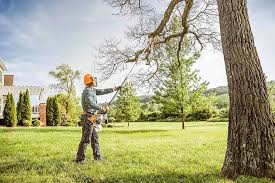 Best Storm Damage Tree Cleanup  in Edwards Af, CA
