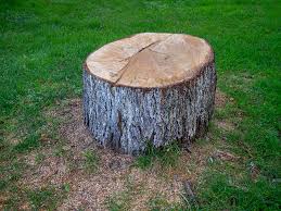 How Our Tree Care Process Works  in  Edwards Af, CA