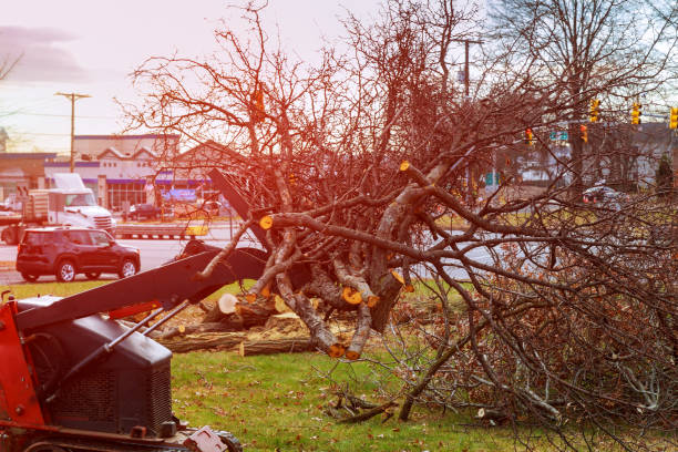 Best Tree Risk Assessment  in Edwards Af, CA