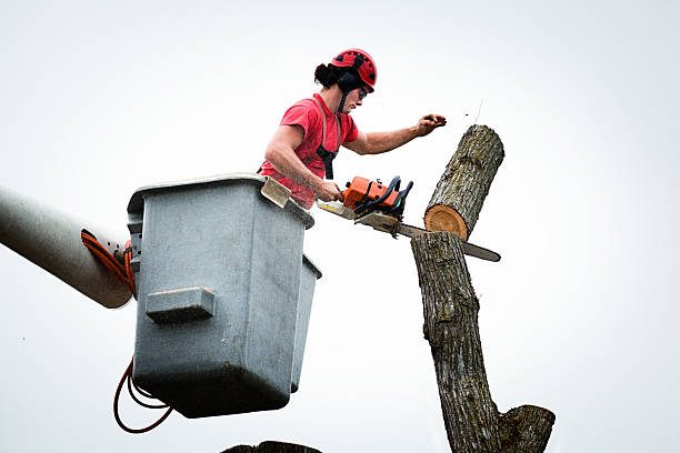Best Arborist Consultation Services  in Edwards Af, CA