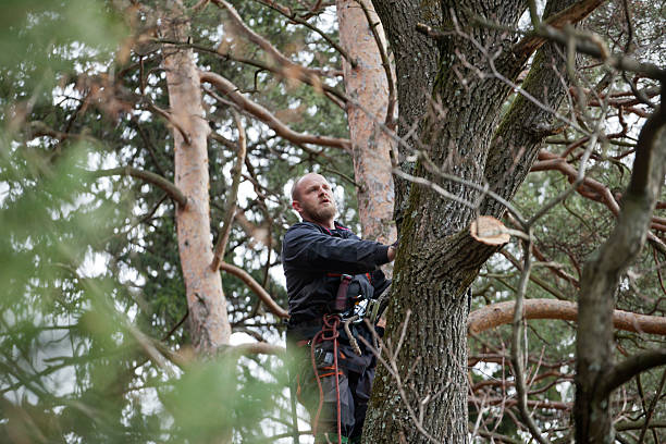 Best Hazardous Tree Removal  in Edwards Af, CA